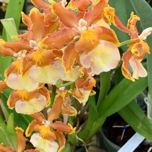 Meet your Posher, Dalynn